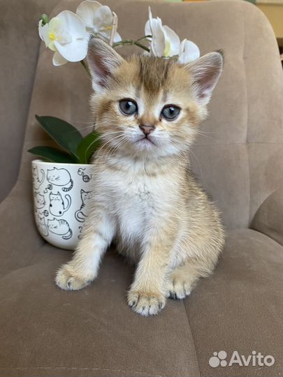 Котята золотая британская шиншилла