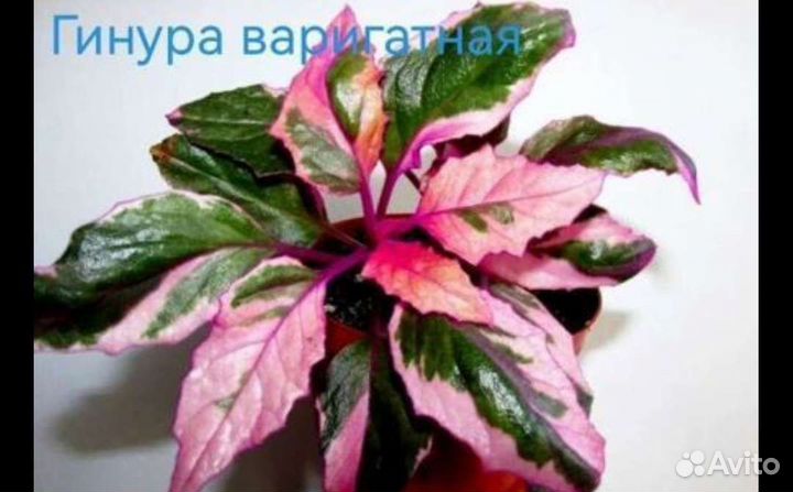 Рео и другие комнатные