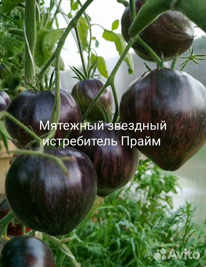 Коллекционные сортовые томаты и перцы