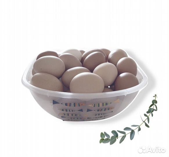 Домашние/деревенские куриные яйца (с доставкой)
