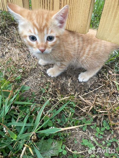 Котенок в дар бесплатно