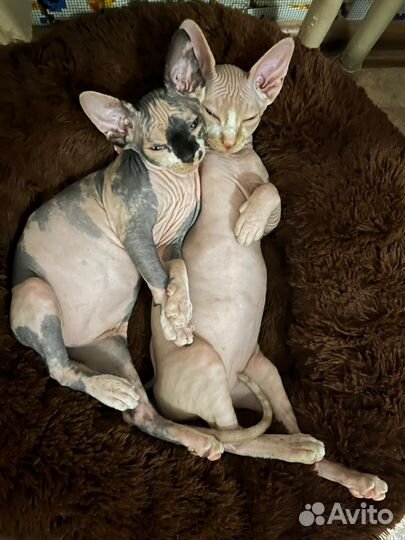 Канадский сфинкс котенок