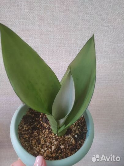 Сансевиерия Муншайн