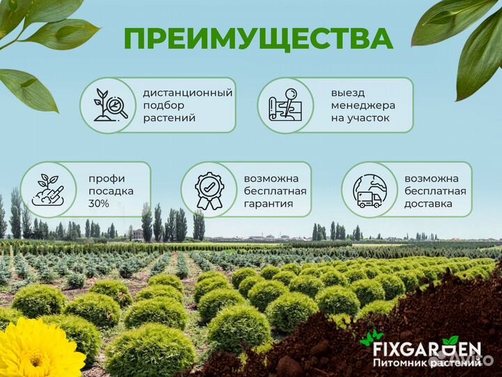 Гортензия метельчатая В ассортименте