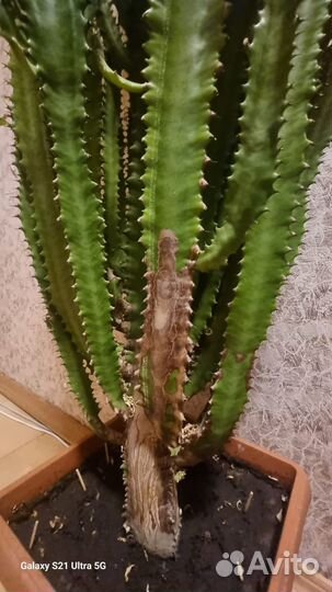Кактус молочай дерево 1.5 метра