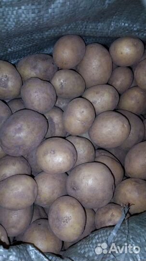 Картофель на посадку