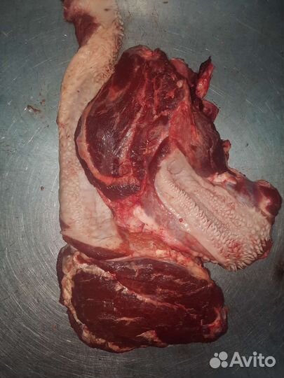 Корм для собак набор для животных