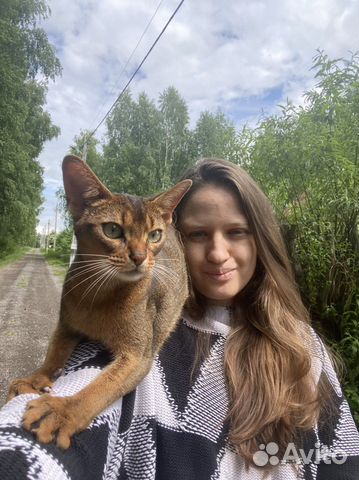 Зоопсихолог кошки