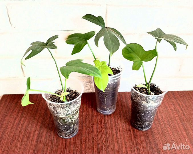 Филодендрон Педатум