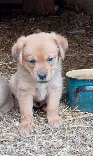 Щенок бесплатно