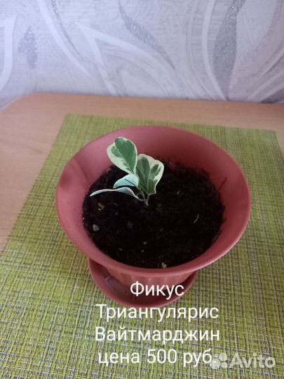 Фикусы сортовые