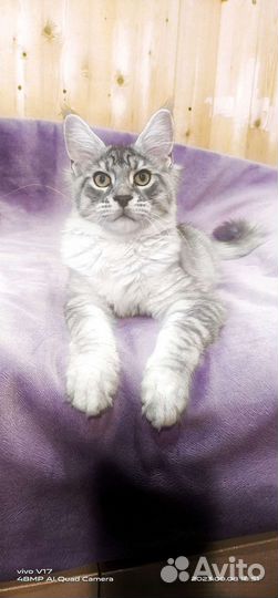 Котята Мейн-Кун Питомник
