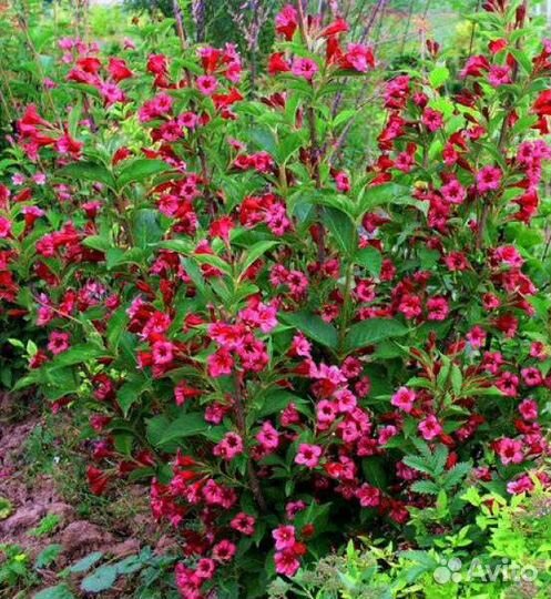 Вейгела, Рябинник