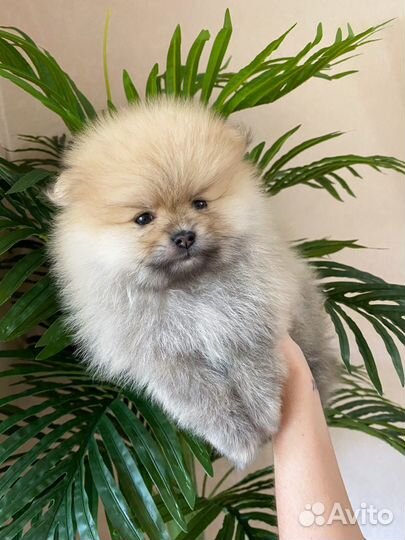 Щенки щпица