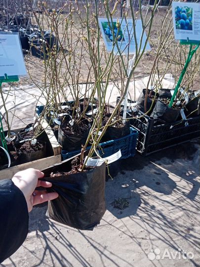 Голубика трехлетние саженцы