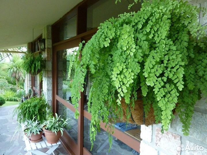 Продам цветы комнатные