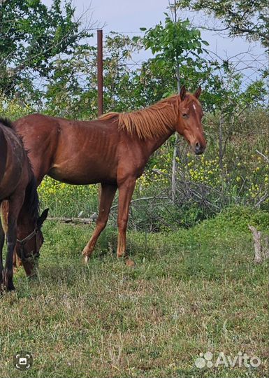 Лошади кобылки