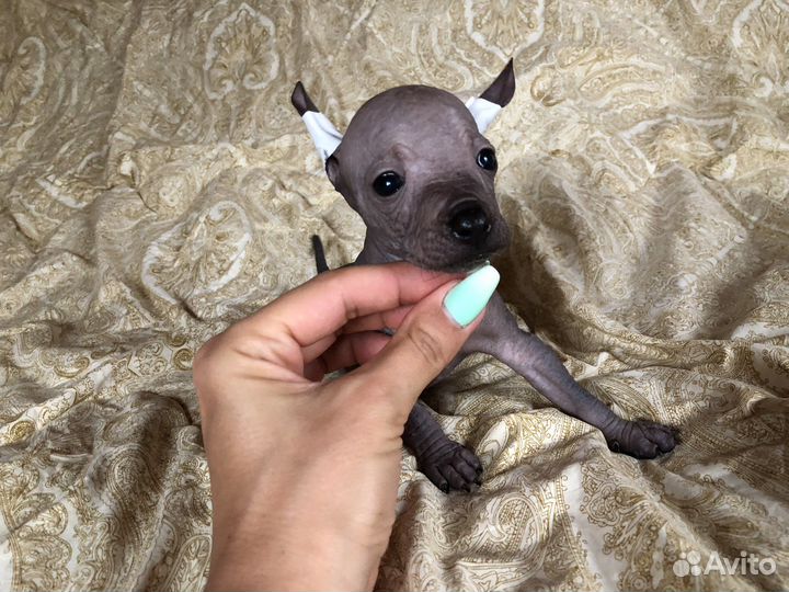 Ксолоитцкуинтли