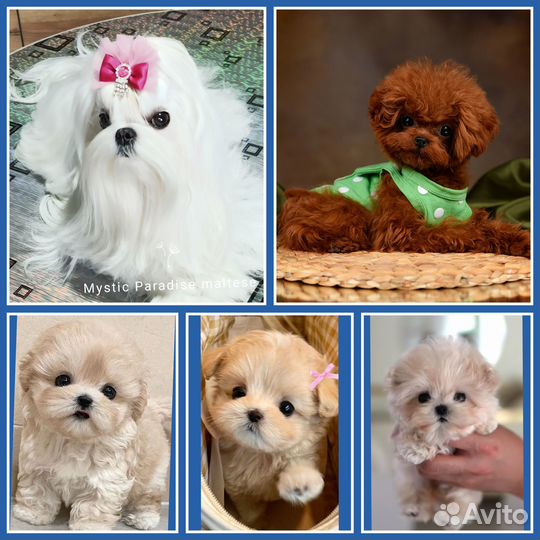 Тедди Maltipoo F1 мими мальчик Корея-Китай