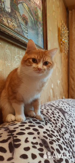 Отдам котят в хорошие руки