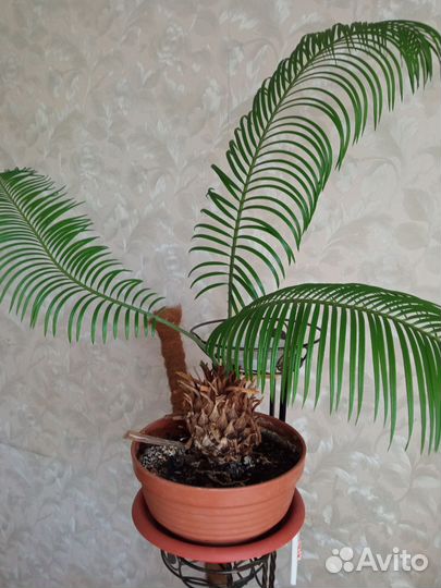 Цикас революта