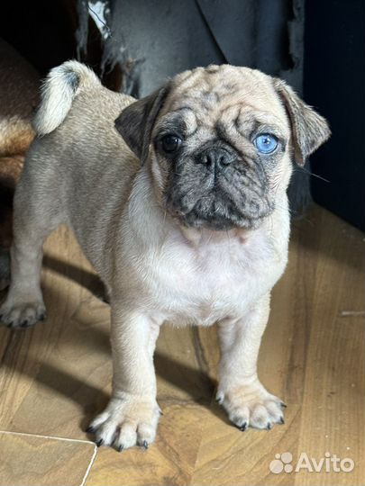 Мопс щенки