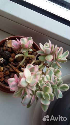 Пестролистные крассулы и другие сорта