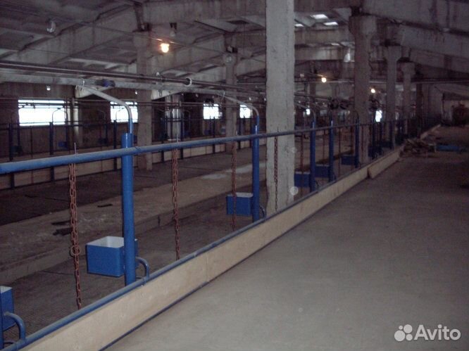 Стойловое содержание и поение крс на 50 голов