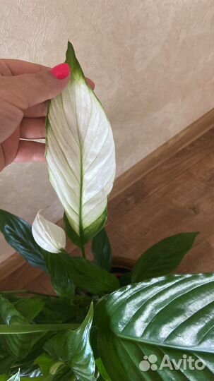 Спатифиллум