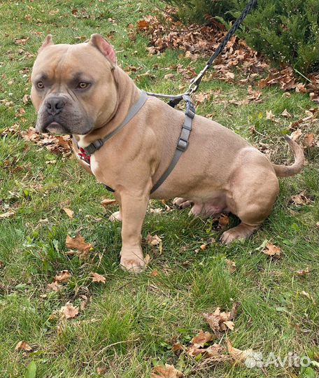 Американский булли покет вязка