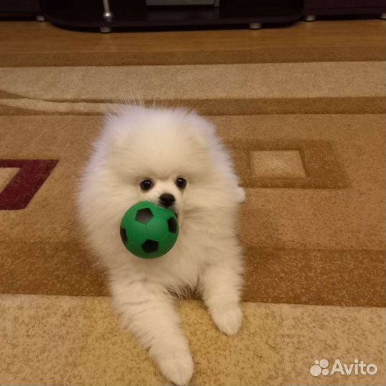 Померашки,док.ркф,клеймо в Казани