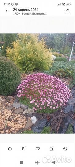 Камнеломка арендса