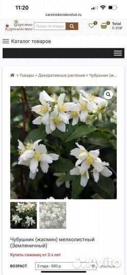 Жасмин, лаванда