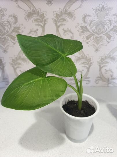 Калла белая