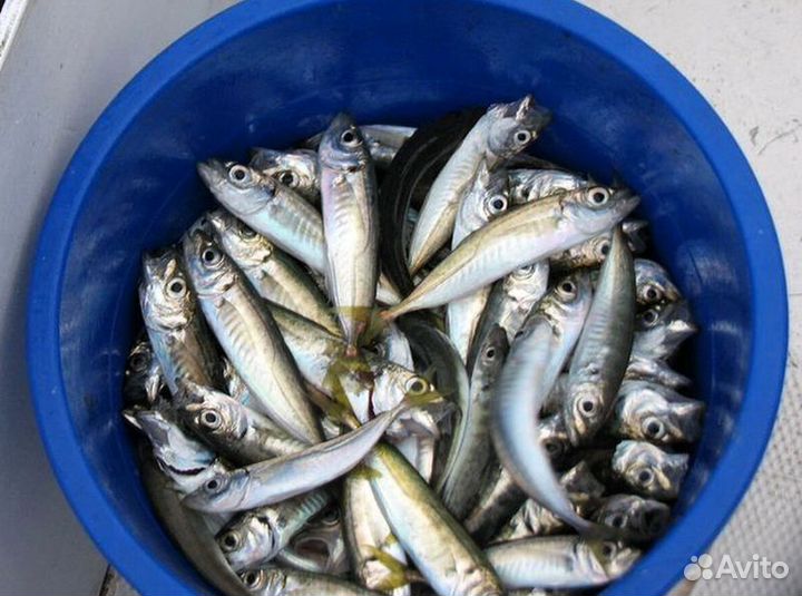 Морская рыбалка индивидуально