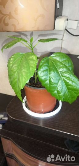 Гибискус китайская роза