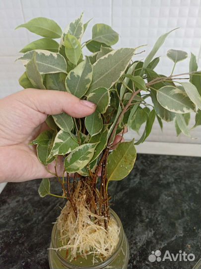 Фикус бенджамина большой