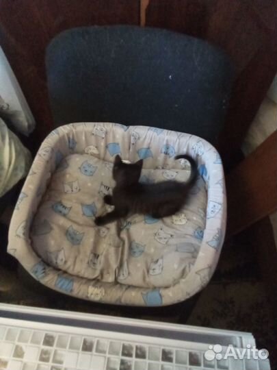 Отдам котят