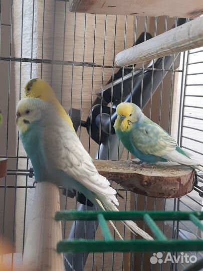 Волнистый попугай с клеткой