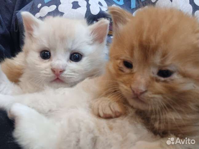 Кошки в добрые руки вислоухий домосер