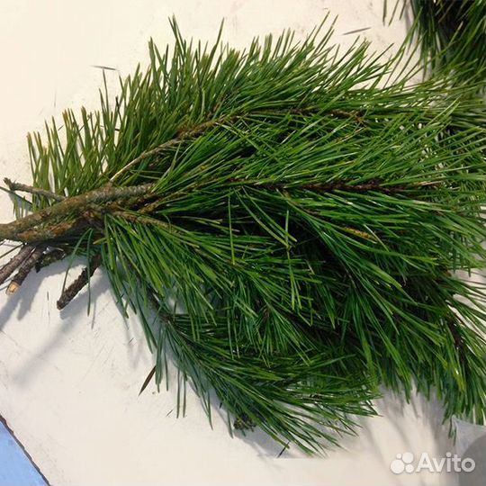 Лапник еловый пихтовый сосновый