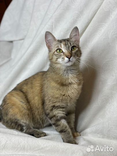 Кошка в дар бесплатно