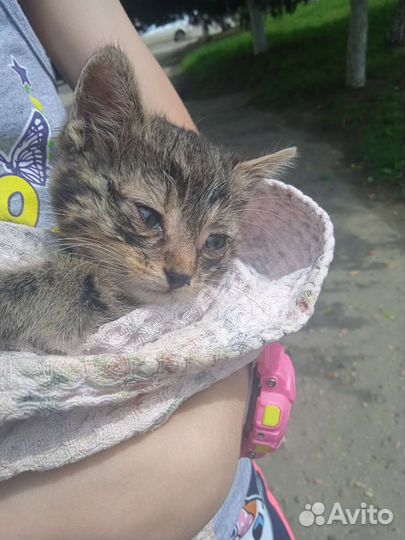 Уличный котенок хочет в хорошие руки