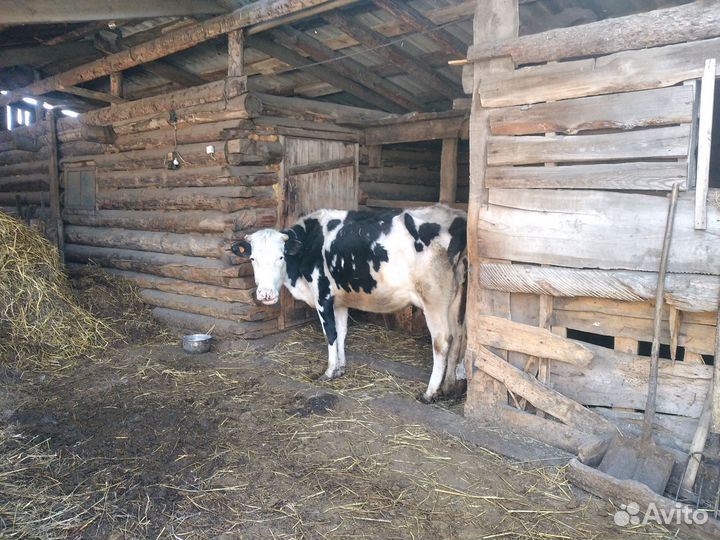 Продажа крс