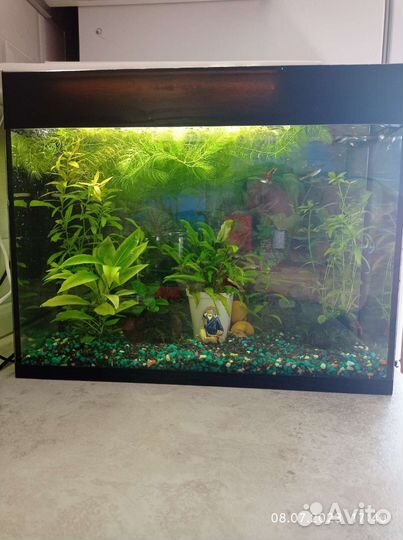 Аквариум