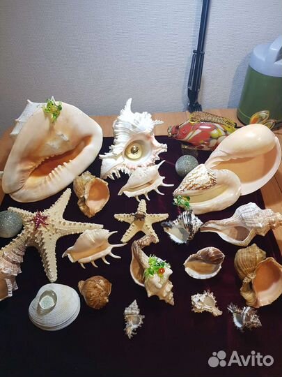 Коллекция морских раковин