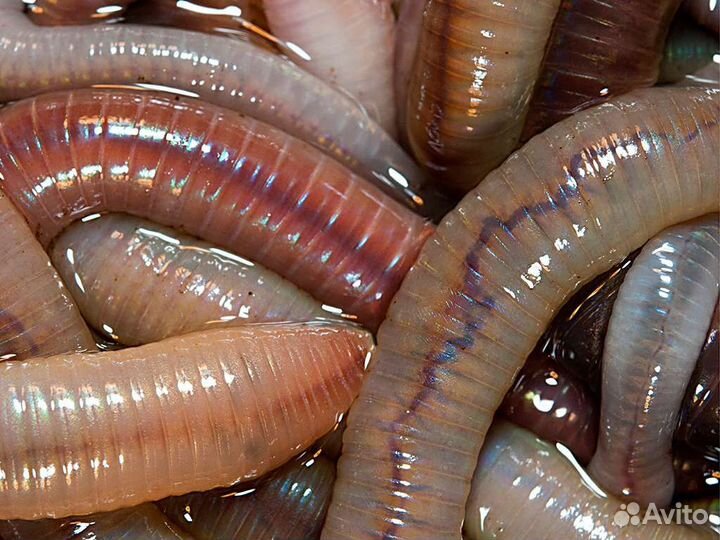 Выползок,гробак,дождевой червь