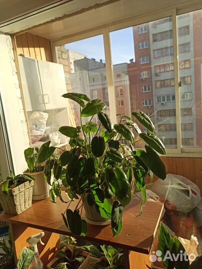 Комнатные цветы филодендрон