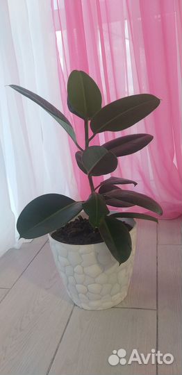 Фикус каучуконосный 50 см