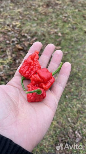 Семена острого перца «Skunk Red»
